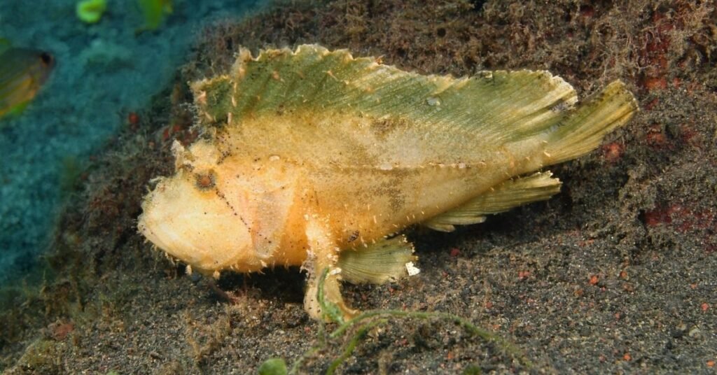 Anglerfish Care Can You Keep This Fish as a Pet in Your Tank?