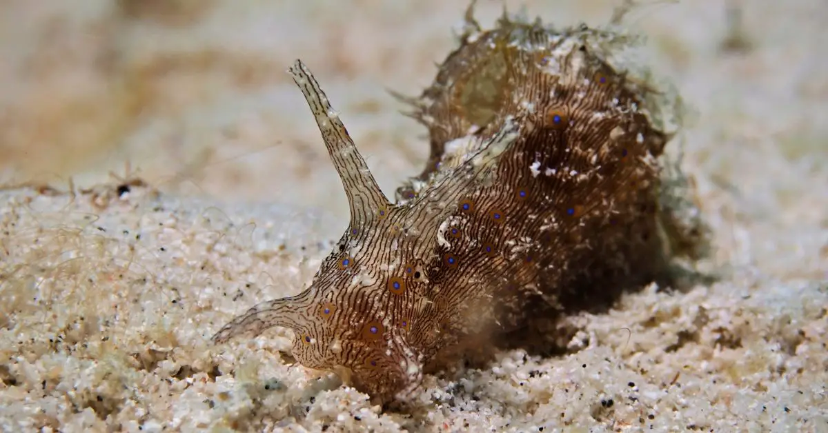 Dolabella Sea Hare - Care, Diet, Are They Poisonous?