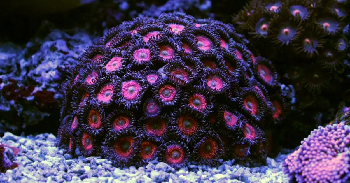 Eagle Eyes and Whammin Watermelon Zoa Corals
