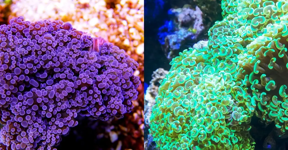 Frogspawn Coral and Hammer Coral - Differences Between These Corals