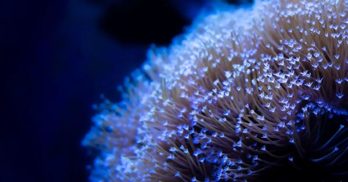 Japanese Toadstool Coral Care - Placement, Food, and Lighting