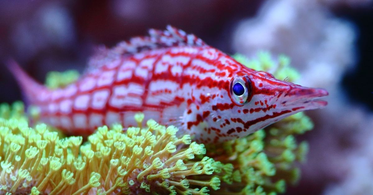 Can Longnose Hawkfish and Cleaner Shrimp Live Together in Same Tank?