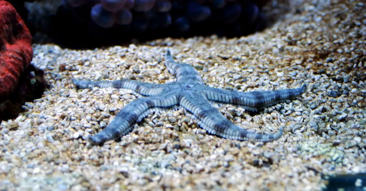 Why Is My Sand Sifting Starfish Losing Its Legs?