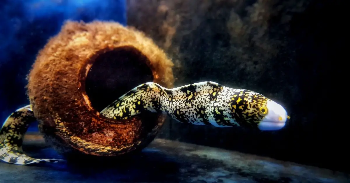 Why is my Snowflake Eel Not Eating – How Long Can it Go Without Eating?