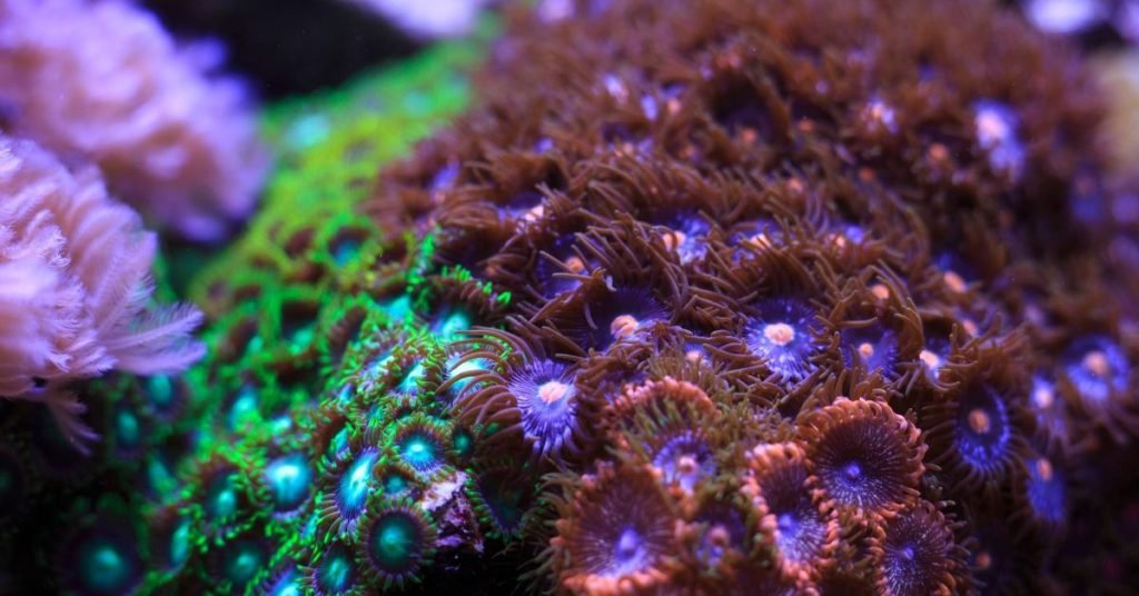 Why Are Zoanthids Dying in My Reef Tank? Reef Keeping World