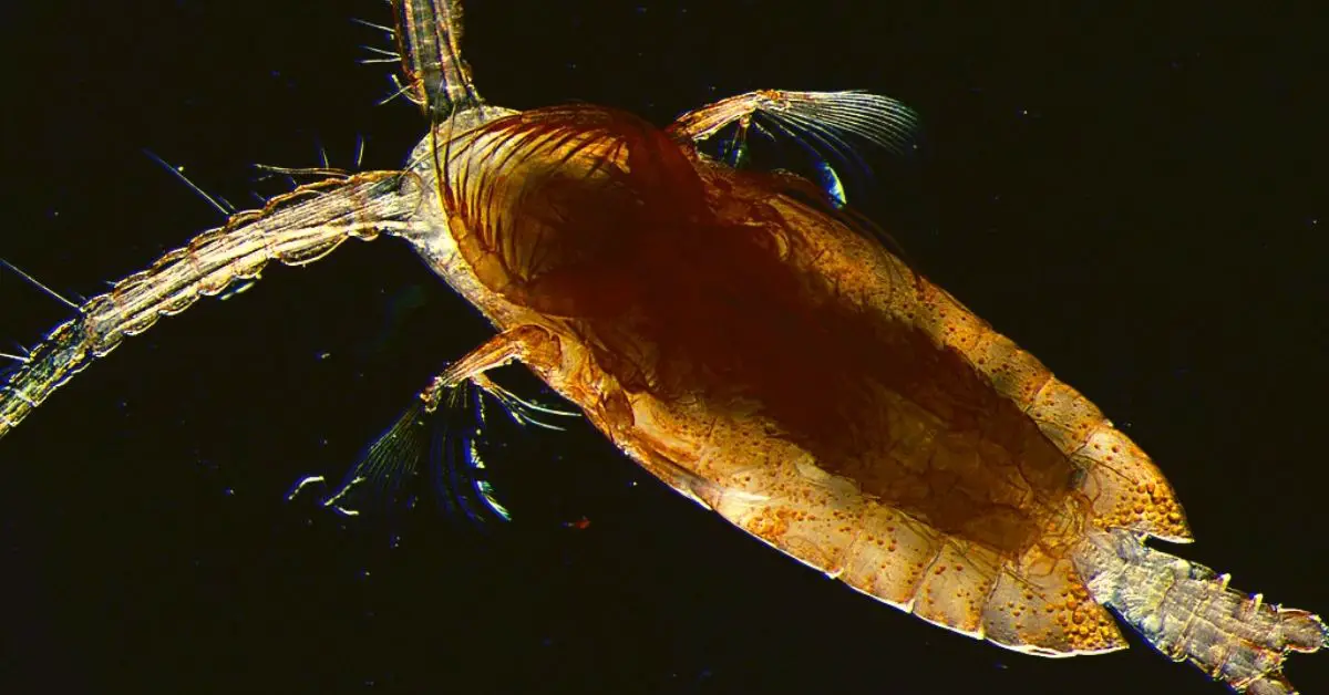 Do Copepods Eat Diatoms? What Other Things Do Copepods Eat?
