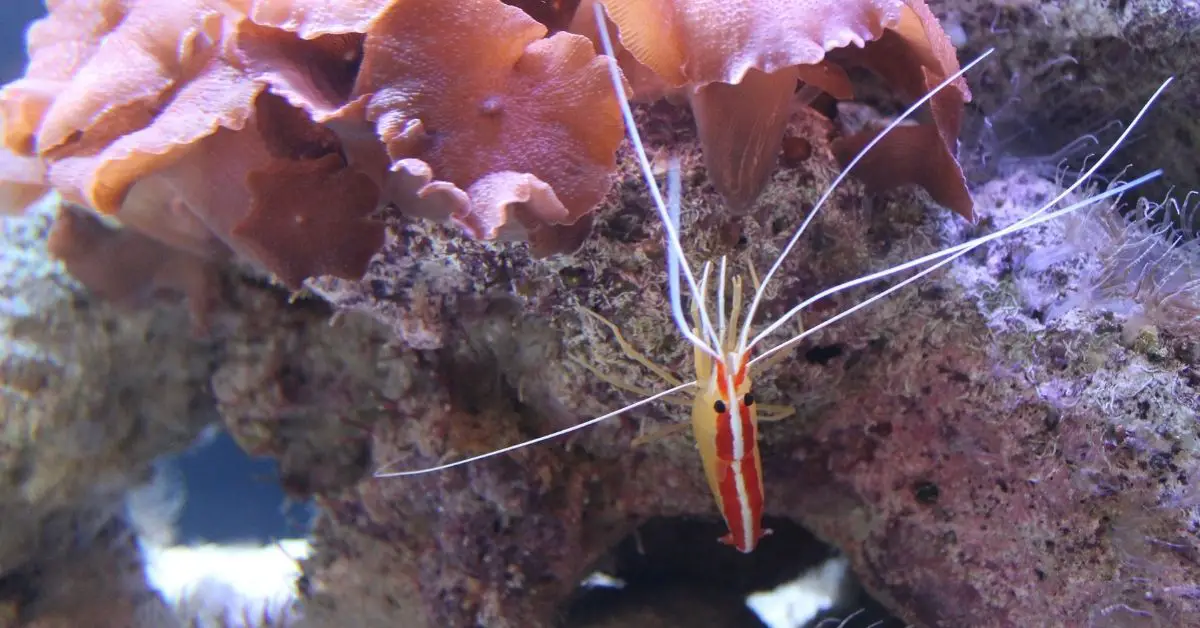 Will Cleaner Shrimp Eat Ich? Cleaner Shrimp and Fish Relationship