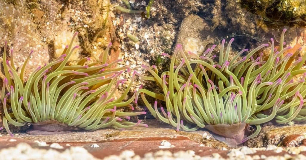 Will a Long Tentacle Anemone Kill a Rock Anemone? Reef Keeping World