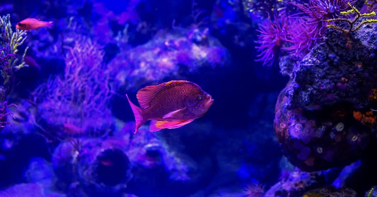 How to Get Rid of Dinoflagellates in a Saltwater Tank?