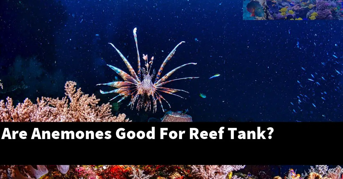 Are Anemones Good For Reef Tank?
