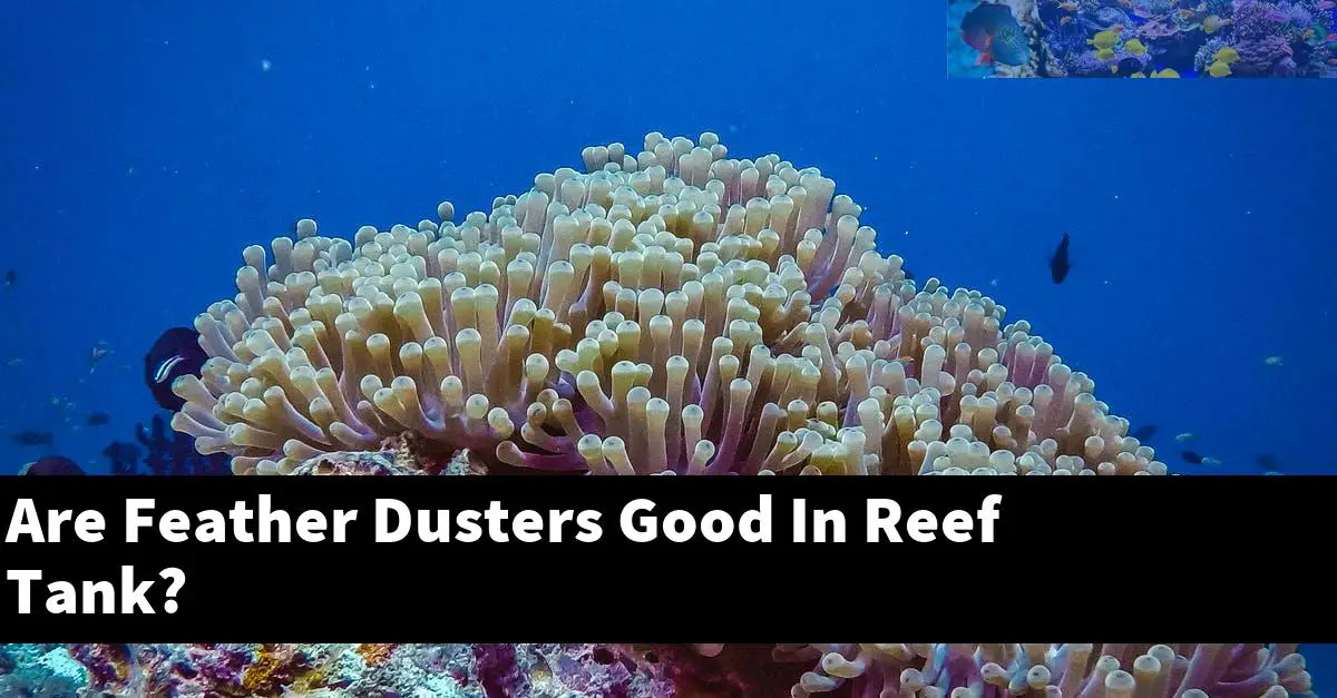 Are Feather Dusters Good In Reef Tank?