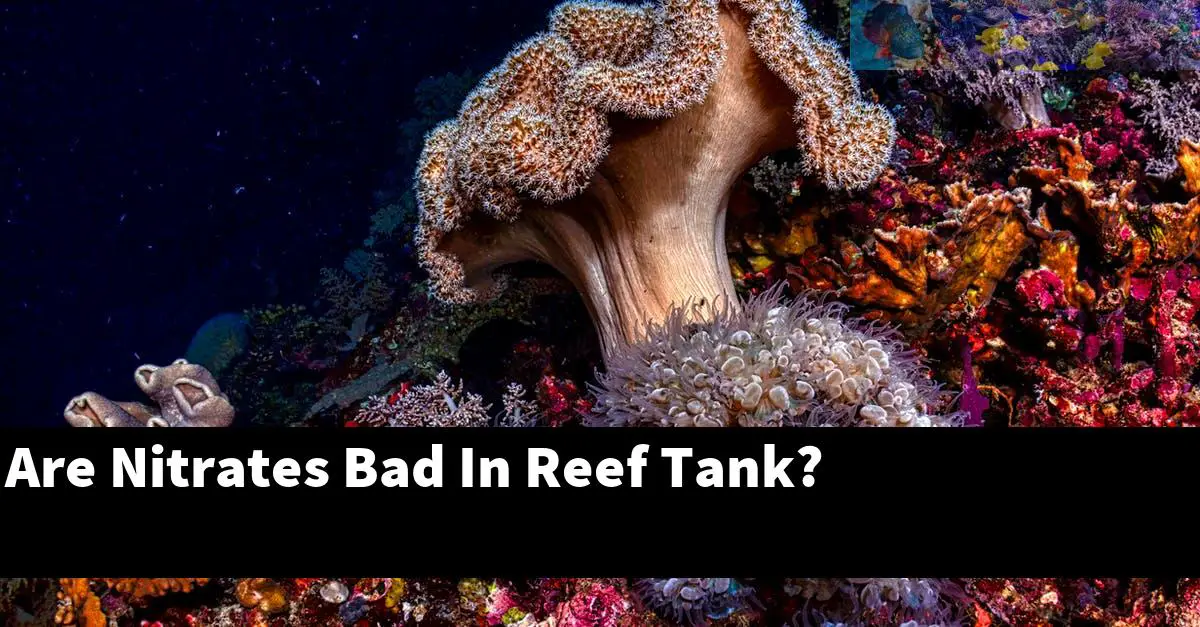Are Nitrates Bad In Reef Tank?