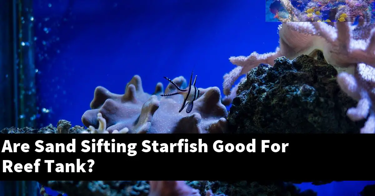 Are Sand Sifting Starfish Good For Reef Tank?