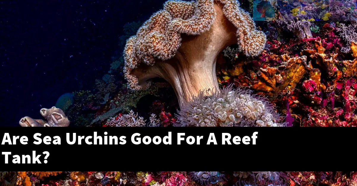 Are Sea Urchins Good For A Reef Tank?