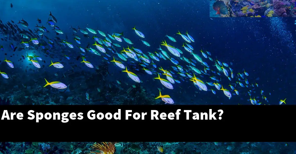 Are Sponges Good For Reef Tank?