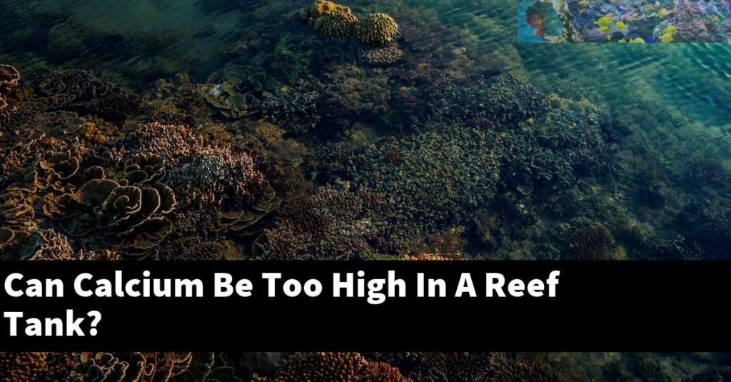 Can Calcium Be Too High In A Reef Tank? Reef Keeping World