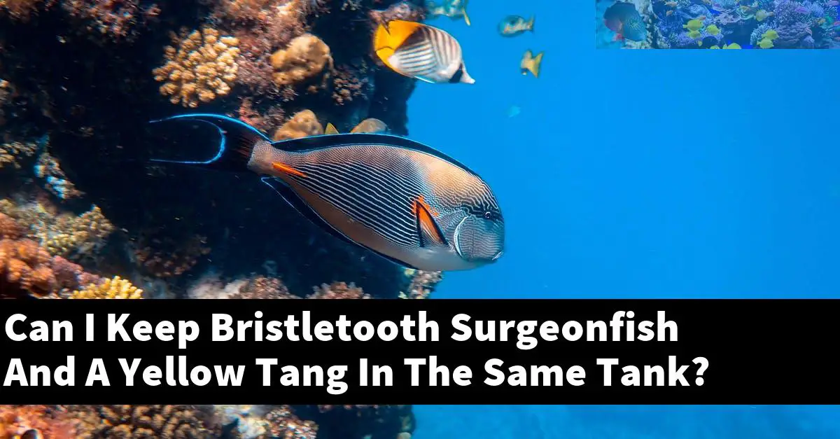 Can I Keep Bristletooth Surgeonfish And A Yellow Tang In The Same Tank?