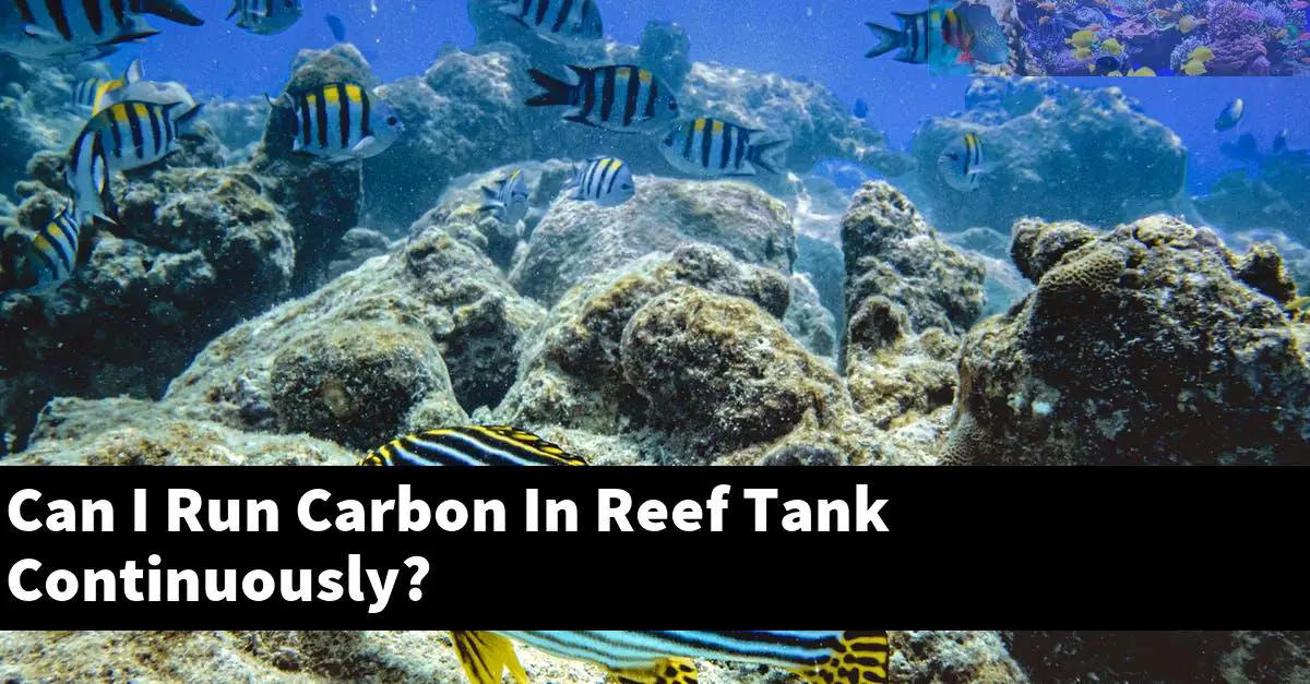Can I Run Carbon In Reef Tank Continuously?