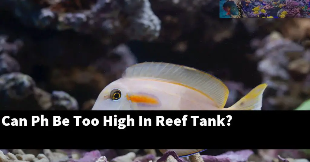 can-ph-be-too-high-in-reef-tank-reef-keeping-world