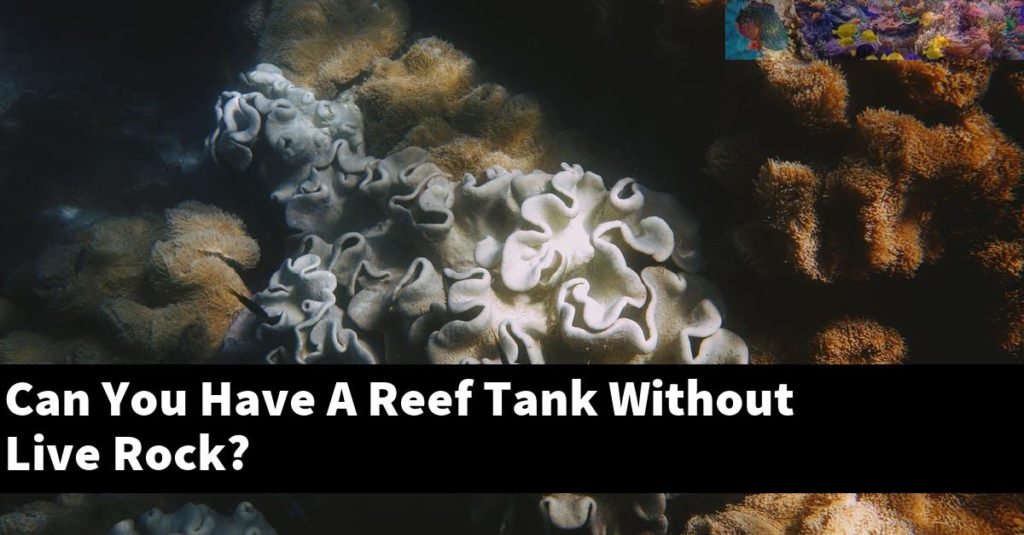Can You Have A Reef Tank Without Live Rock? Reef Keeping World