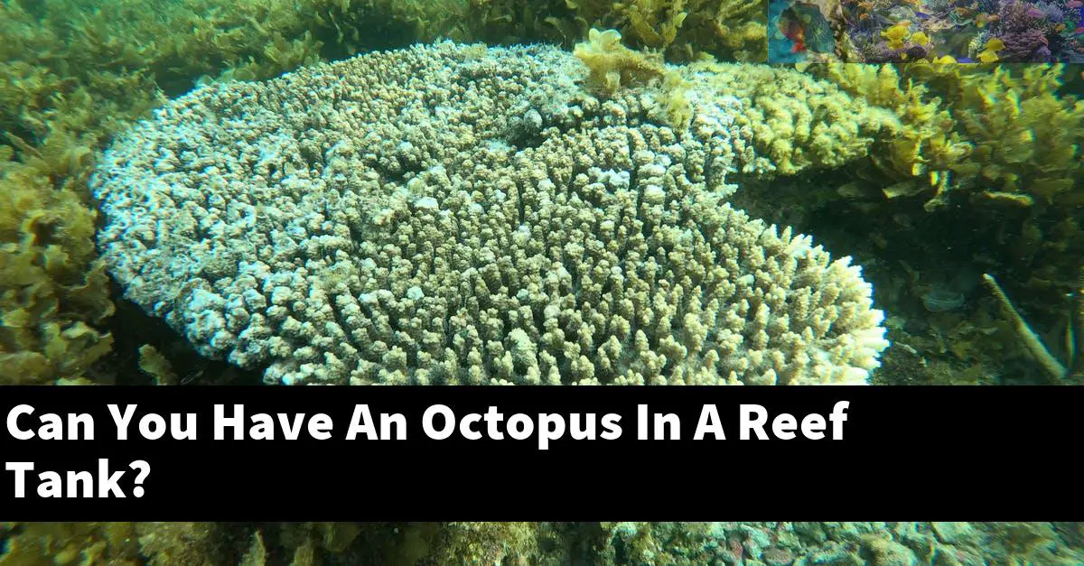 Can You Have An Octopus In A Reef Tank?