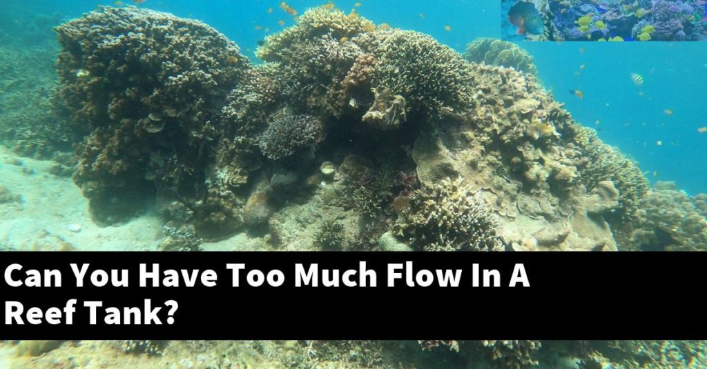 Can You Have Too Much Flow In A Reef Tank? Reef Keeping World