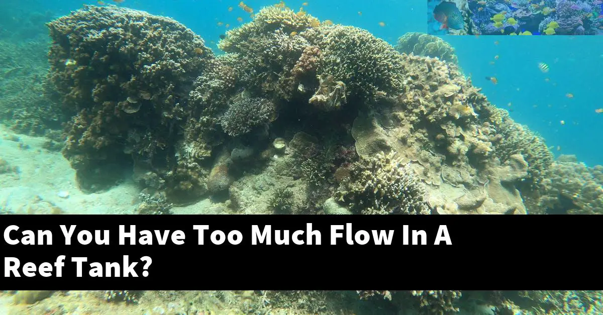 Can You Have Too Much Flow In A Reef Tank?