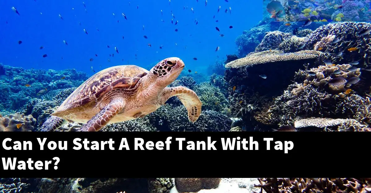 Can You Start A Reef Tank With Tap Water?