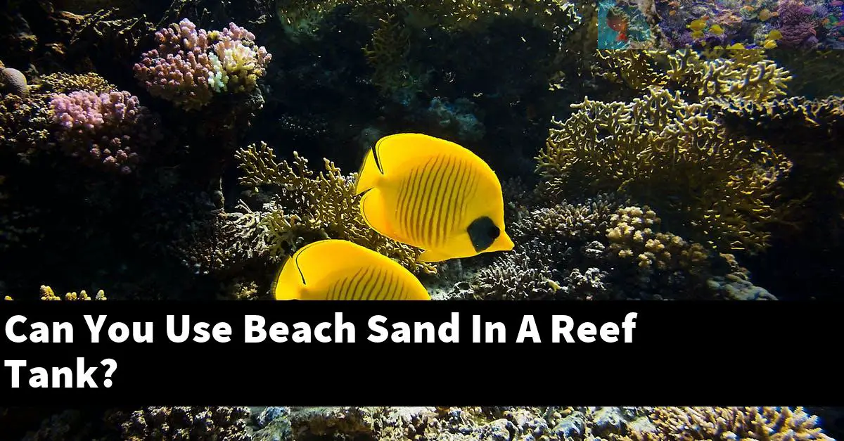 Can You Use Beach Sand In A Reef Tank?