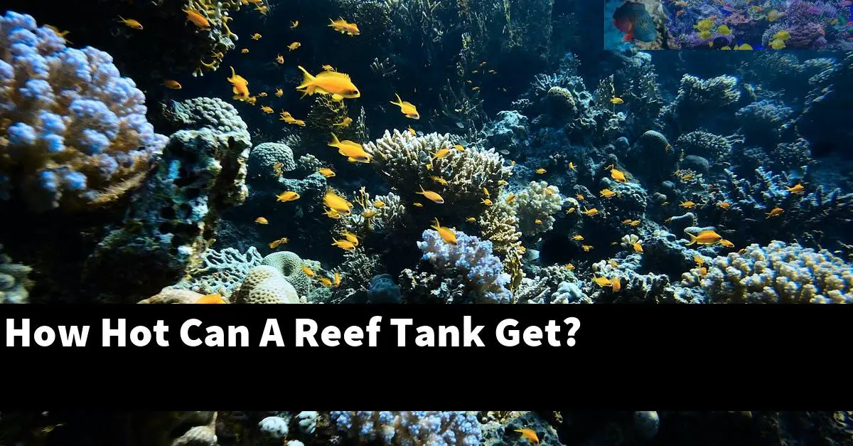 How Hot Can A Reef Tank Get?