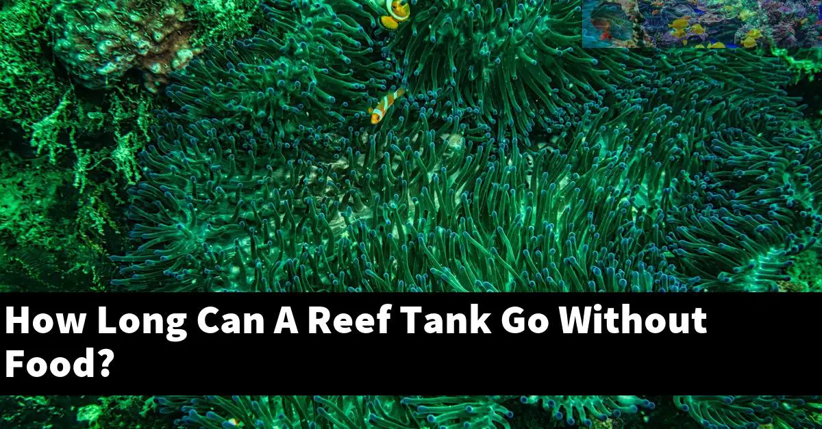 How Long Can A Reef Tank Go Without Food?