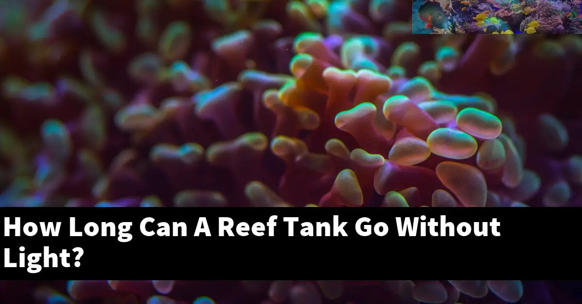 How Long Can A Reef Tank Go Without Light?