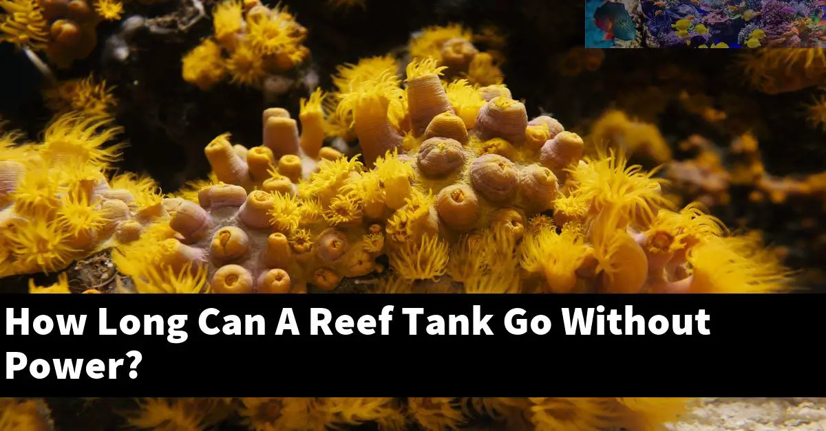 How Long Can A Reef Tank Go Without Power?