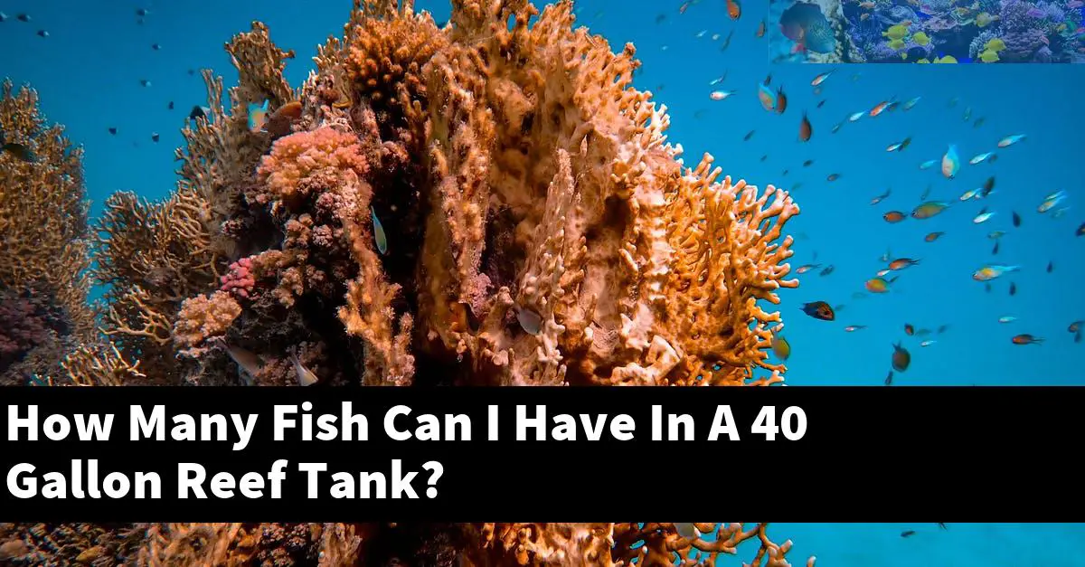 How Many Fish Can I Have In A 40 Gallon Reef Tank? - Reef Keeping World
