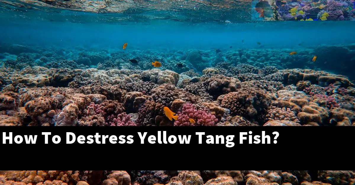How To Destress Yellow Tang Fish?