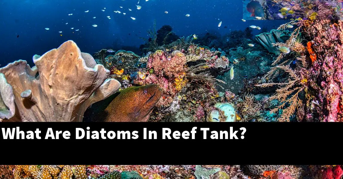 What Are Diatoms In Reef Tank?